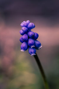 Close-up of purple flowering plant