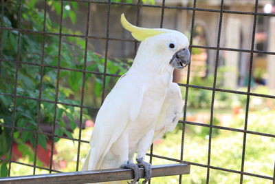 Close-up of parrot in cage