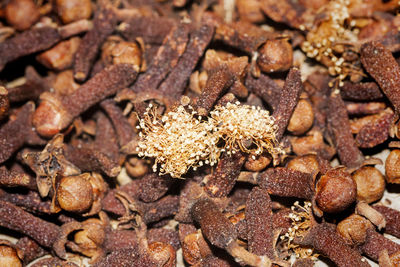 Fresh clove, syzygium aromaticum from sri lanka