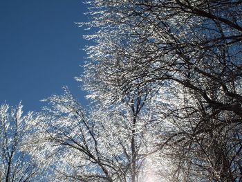 Low angle view of tree against clear sky