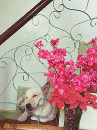 Dog on flower