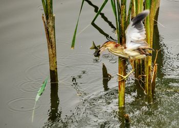 Close-up of duck swimming on lake