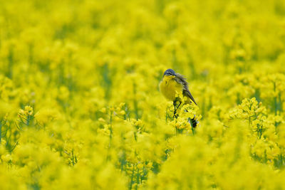 Close-up of yellow flowering plant on field