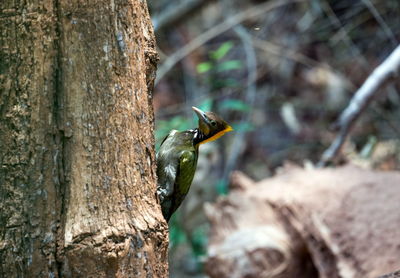 Close-up of bird perching on tree trunk