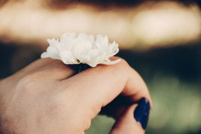 Close-up of cropped hand holding flower