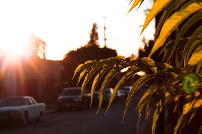 View of plants in city against sky during sunset