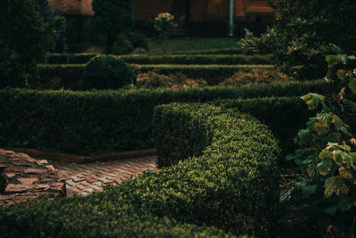 Plants growing in garden