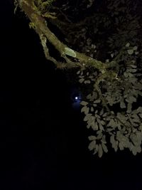 Low angle view of trees against sky at night