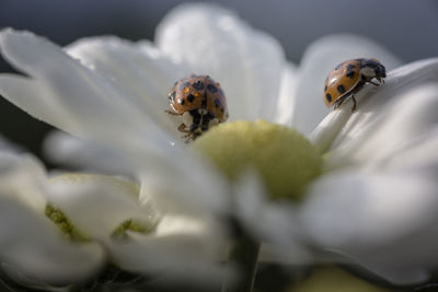 Close-up of ladybugs on wet white flower