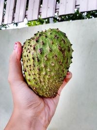 Close-up of hand holding fruit