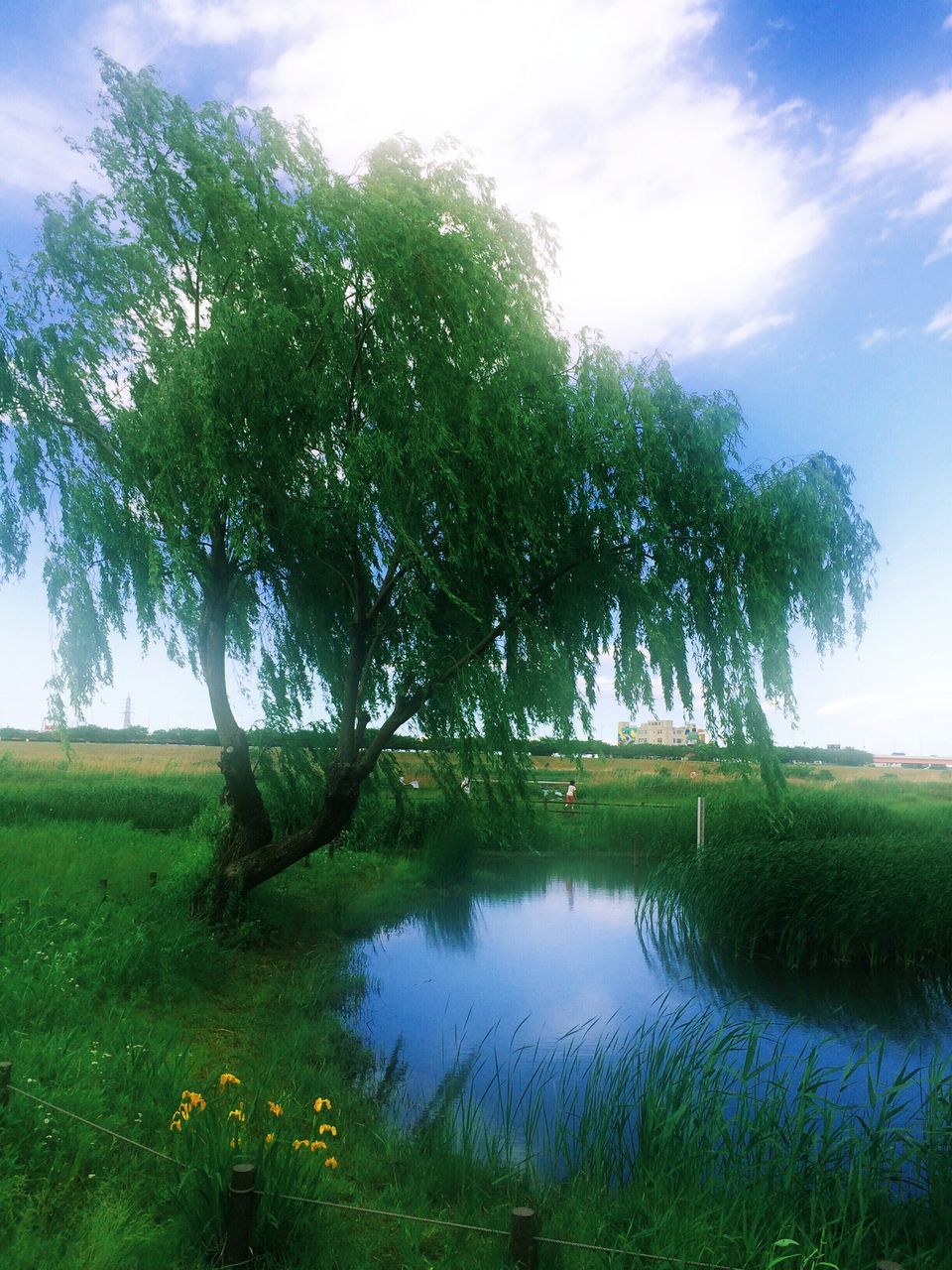 tree, grass, green color, water, tranquility, tranquil scene, sky, growth, beauty in nature, scenics, nature, lake, reflection, grassy, field, pond, green, plant, landscape, cloud