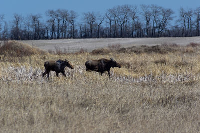 Horses in a field