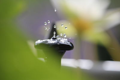 Close-up of raindrops on leaf