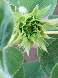 Close-up of succulent plant