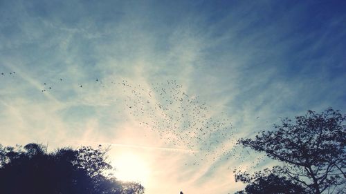 Low angle view of birds flying in sky