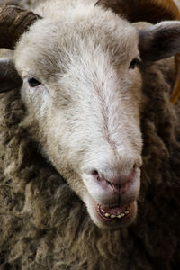Close-up portrait of rum tup sheep animal