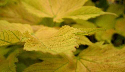 Close-up of green leaf