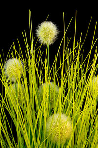 Close-up of flowering plants on field