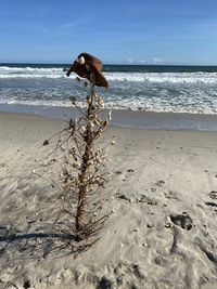 View of lizard on beach