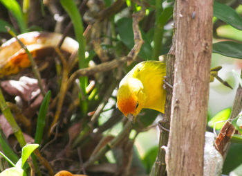 Close-up of fruits on tree