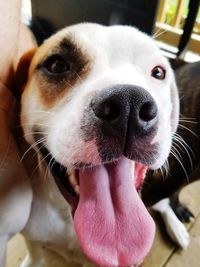 Close-up portrait of dog