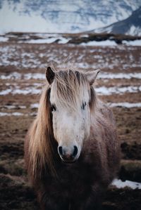 Horse standing on field during winter