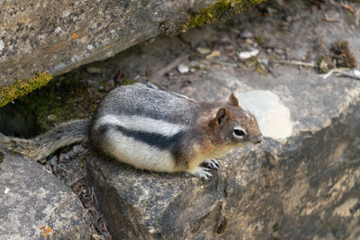 High angle view of squirrel on rock