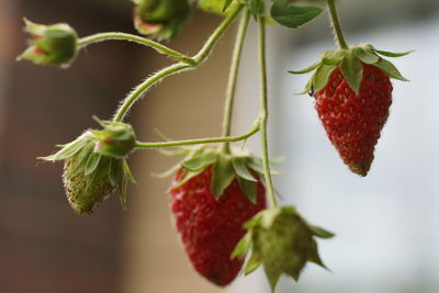 Home grown strawberries 