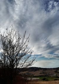 Bare tree against sky