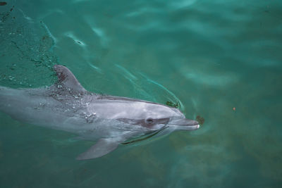 Fish swimming in sea