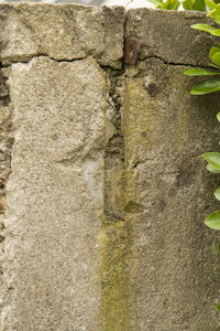 Close up of tree trunk