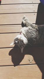 Close-up of cat relaxing on hardwood floor