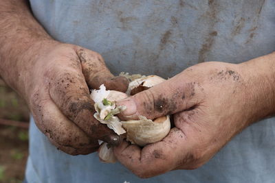 Close-up of man hand holding garlic