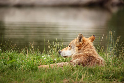 Wolf relaxing on grassy field