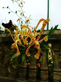 Close-up of honey bee on flower