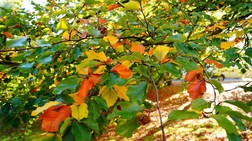 Close-up of orange flowers growing on tree