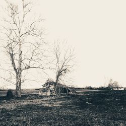 Bare tree on field against clear sky