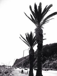 Palm trees against sky