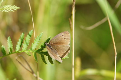 Close-up of butterfly on leaf