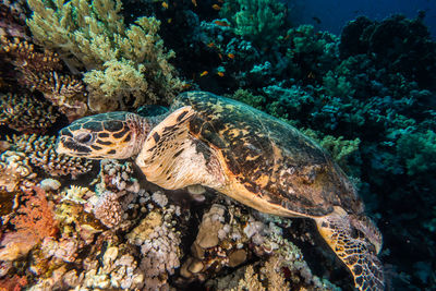 Hawksbill sea turtle in the red sea, dahab, blue lagoon sinai - a.e