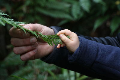 Cropped hand of person holding plant