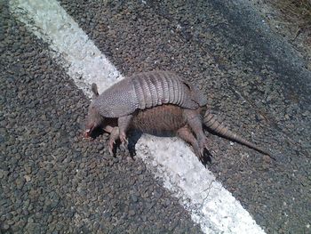 High angle view of lizard