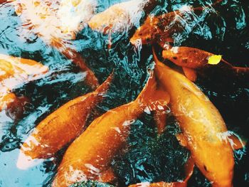 High angle view of koi carp swimming in sea