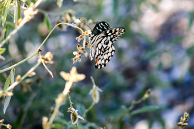 Close-up of butterfly on flower