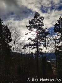 Low angle view of trees against sky