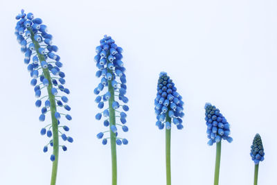 Close-up of purple flowering plant against blue background