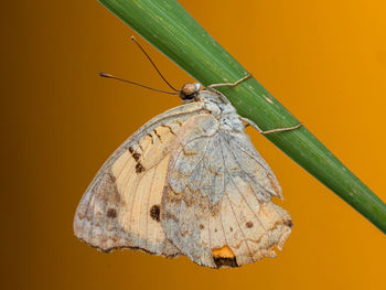 Close-up of butterfly on leaf