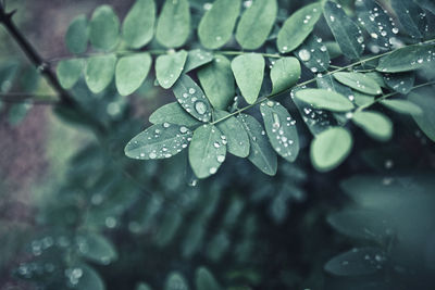 Close-up of raindrops on leaves