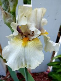 Close-up of white flower