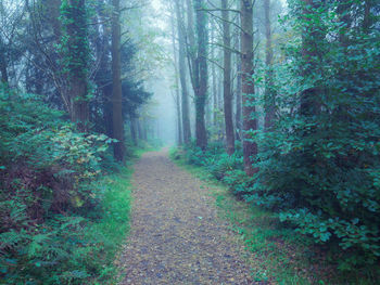 Footpath amidst trees in forest